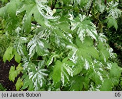 Humulus scandens Variegatus