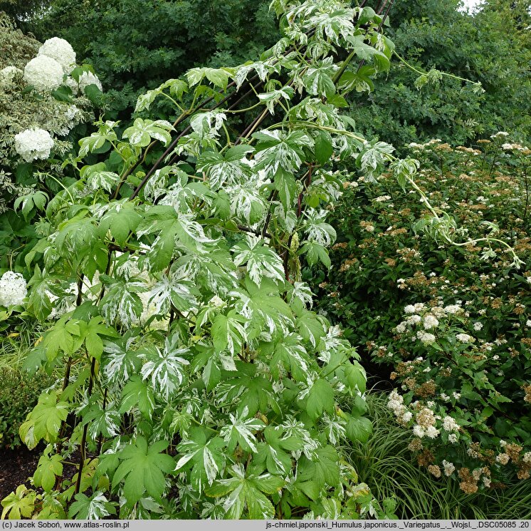 Humulus scandens Variegatus