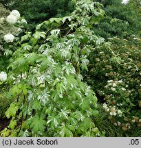 Humulus scandens Variegatus