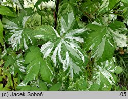 Humulus scandens Variegatus