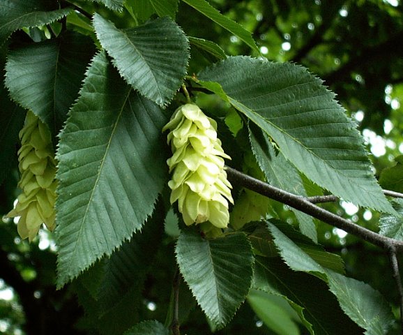 Ostroya carpinifolia