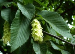 Ostroya carpinifolia