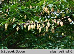 Ostrya virginiana (chmielograb wirginijski)