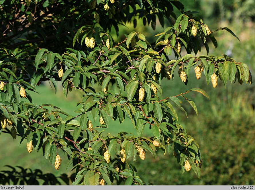 Ostrya virginiana (chmielograb wirginijski)