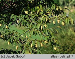 Ostrya virginiana (chmielograb wirginijski)