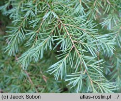 Tsuga mertensiana (choina Martensa)