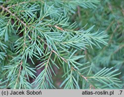 Tsuga mertensiana (choina Martensa)