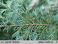 Tsuga mertensiana (choina Martensa)