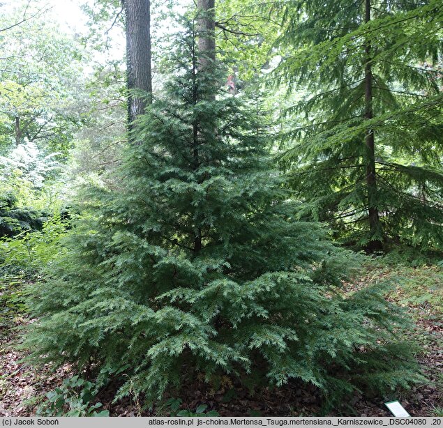 Tsuga mertensiana (choina Martensa)
