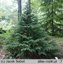 Tsuga mertensiana (choina Martensa)