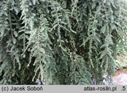 Tsuga canadensis Pendula