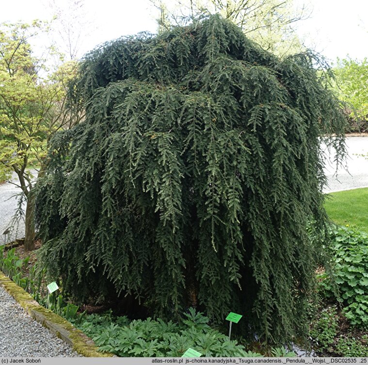 Tsuga canadensis Pendula