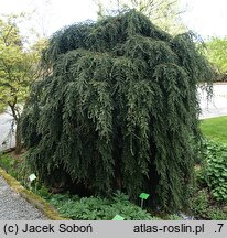 Tsuga canadensis Pendula