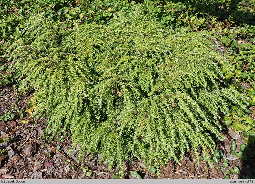 Tsuga canadensis Ufo