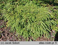 Tsuga canadensis Ufo