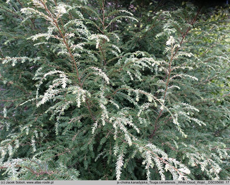 Tsuga canadensis White Cloud