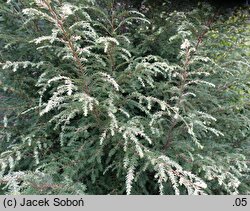 Tsuga canadensis White Cloud