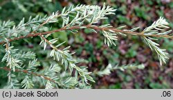 Tsuga canadensis White Cloud