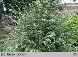 Tsuga canadensis White Cloud