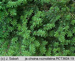 Tsuga diversifolia