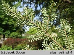 Tsuga diversifolia (choina różnolistna)