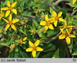 Chrysogonum virginianum (chryzogonum wirginijksie)