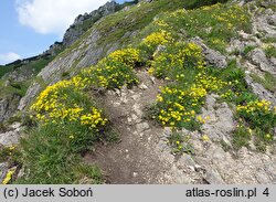 Coronilla vaginalis (cieciorka pochewkowata)