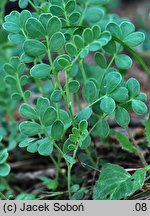 Coronilla vaginalis (cieciorka pochewkowata)