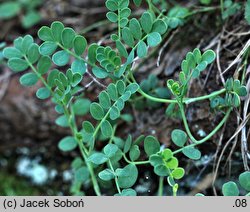 Coronilla vaginalis (cieciorka pochewkowata)