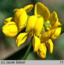 Coronilla vaginalis (cieciorka pochewkowata)