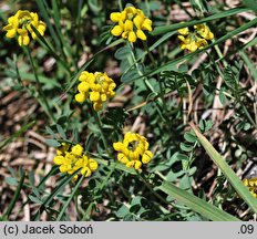 Coronilla vaginalis (cieciorka pochewkowata)