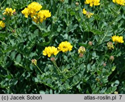 Coronilla cappadocica