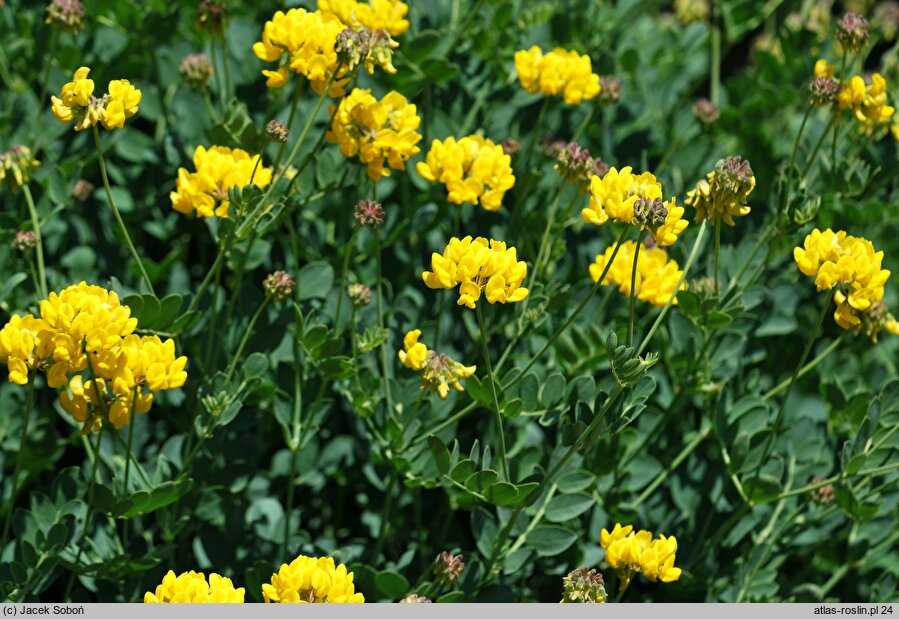 Coronilla cappadocica