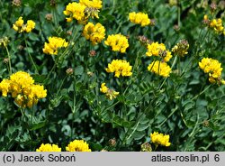 Coronilla cappadocica