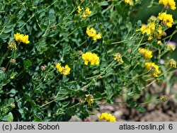 Coronilla cappadocica