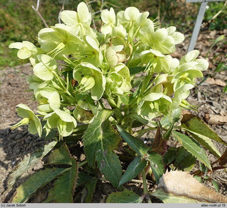 Helleborus lividus nssp. sternii Wilgenbroek Selection