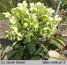 Helleborus lividus nssp. sternii Wilgenbroek Selection