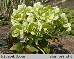 Helleborus lividus nssp. sternii Wilgenbroek Selection