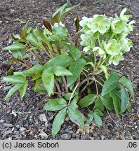 Helleborus lividus nssp. sternii (ciemiernik Sterna)