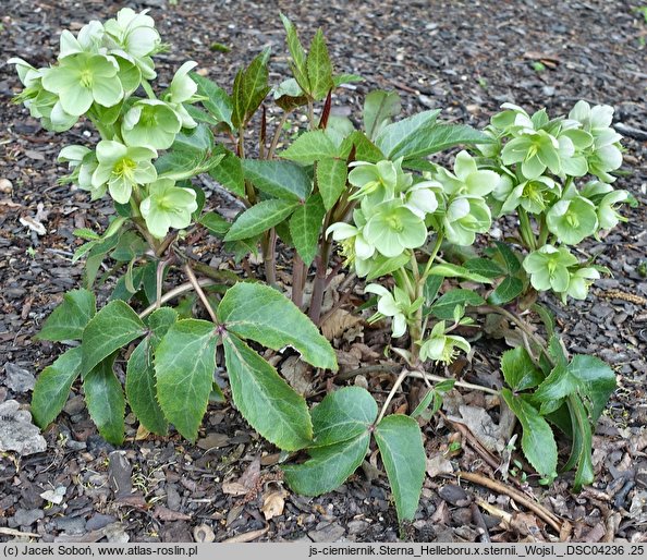 Helleborus lividus nssp. sternii (ciemiernik Sterna)