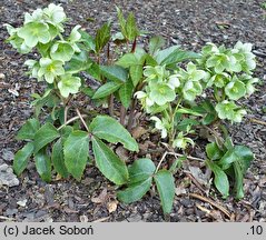 Helleborus lividus nssp. sternii (ciemiernik Sterna)