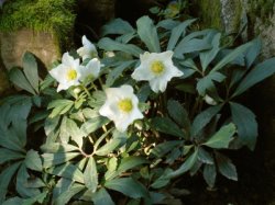 Helleborus niger