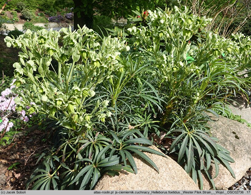 Helleborus foetidus Wester Flisk