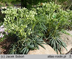 Helleborus foetidus Wester Flisk