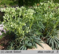 Helleborus foetidus Wester Flisk
