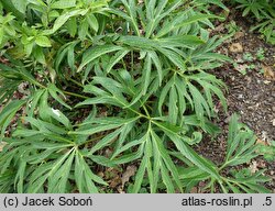 Helleborus dumetorum ssp. atrorubens (ciemiernik gajowy czerwony)