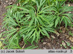Helleborus dumetorum ssp. atrorubens (ciemiernik gajowy czerwony)
