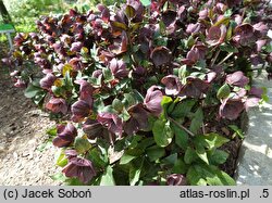 Helleborus ×glandorfensis Coseh 6000