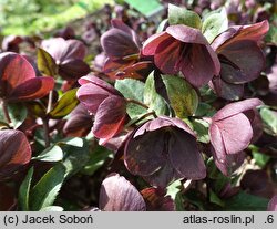 Helleborus ×glandorfensis Coseh 6000
