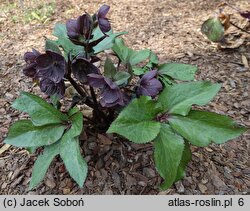 Helleborus ×glandorfensis Coseh 6000